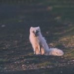 如何在博必发娱乐中获得最佳游戏体验与收益 13p4o