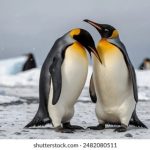 如何在吉祥坊找到适合自己的吉祥物品 t29duf1mrx