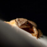 3d单选开奖结果最新公布与详细数据分析 hzwy66