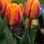 3D历史096期开奖号码回顾与详细数据分析 mv14964os