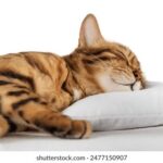 18147期足彩开奖结果揭晓:大奖花落谁家引关注 v8iq3t